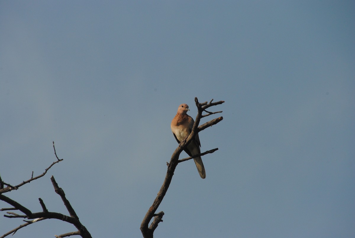 Laughing Dove - ML620365668