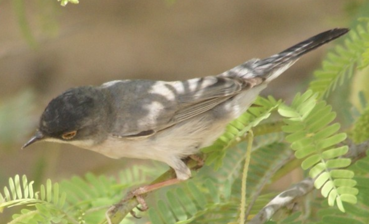 Menetries's Warbler - ML620365680