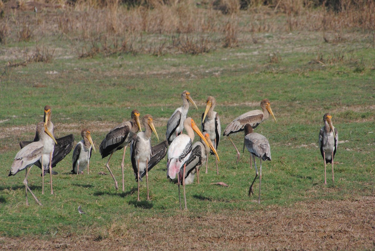 Painted Stork - ML620365690