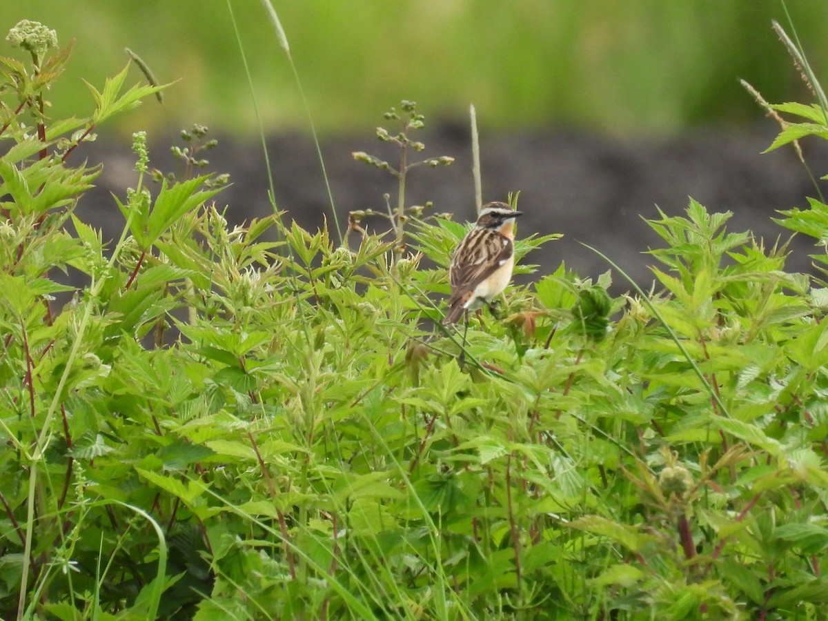 Whinchat - ML620365710