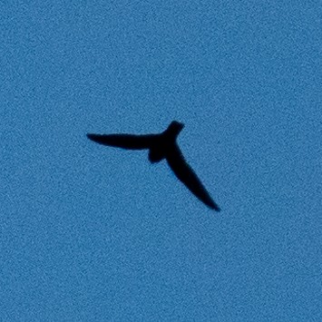 Black Swift - ML620365723