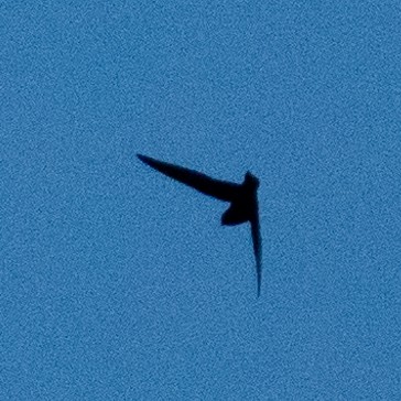 Black Swift - ML620365724