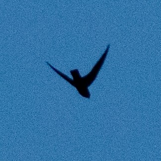 Black Swift - ML620365725