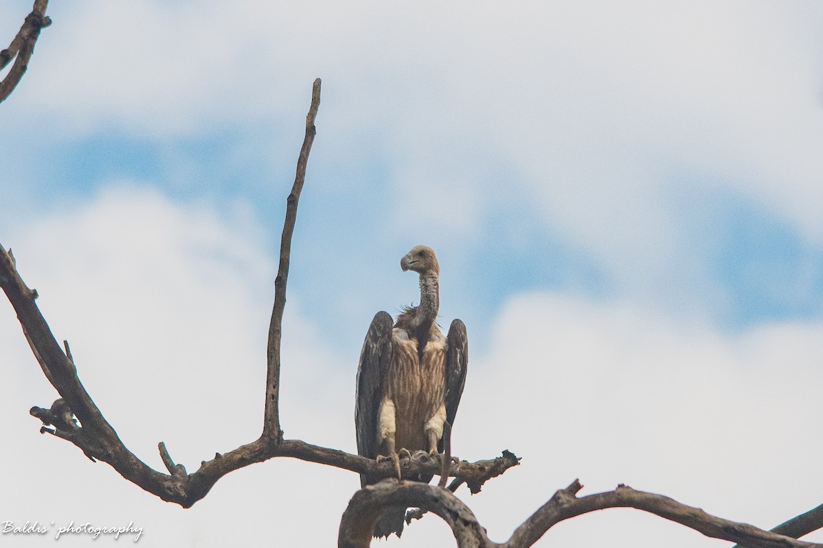 Indian Vulture - ML620365732