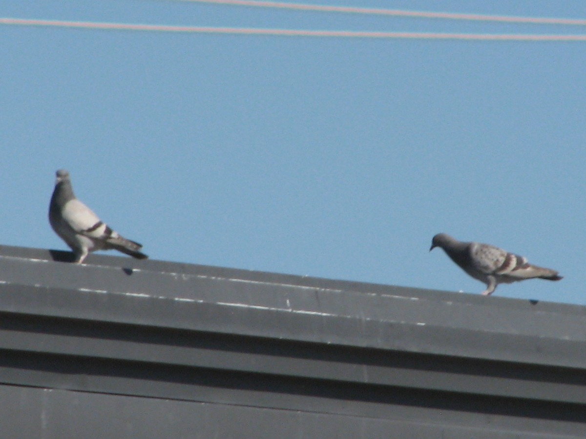 Rock Pigeon (Feral Pigeon) - ML620365742