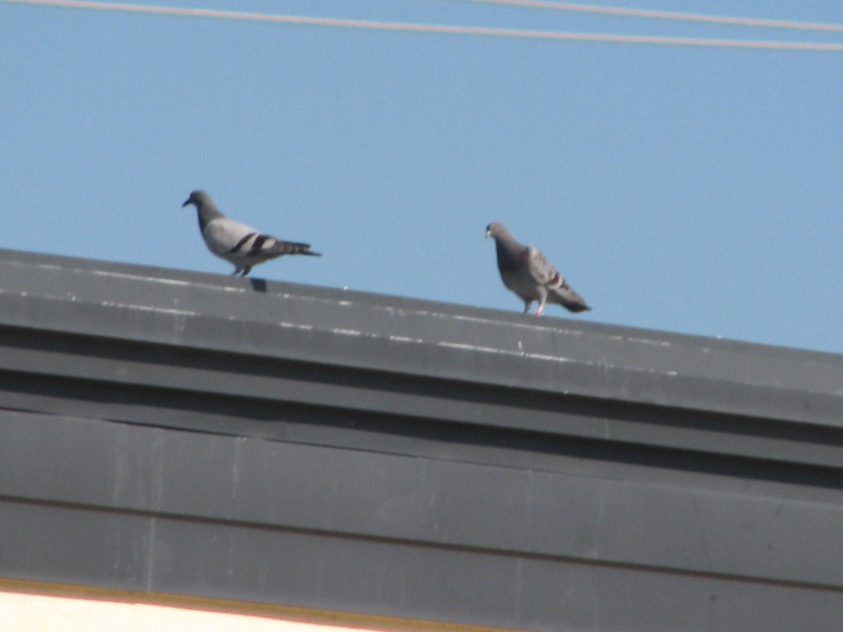 Rock Pigeon (Feral Pigeon) - ML620365743