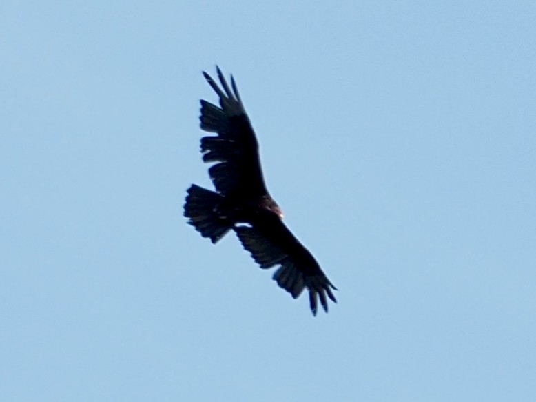 Turkey Vulture - ML620365783