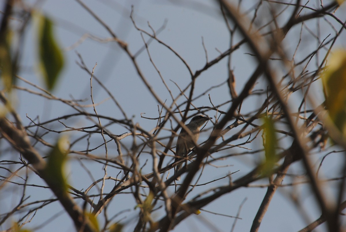 Common Woodshrike - ML620365792