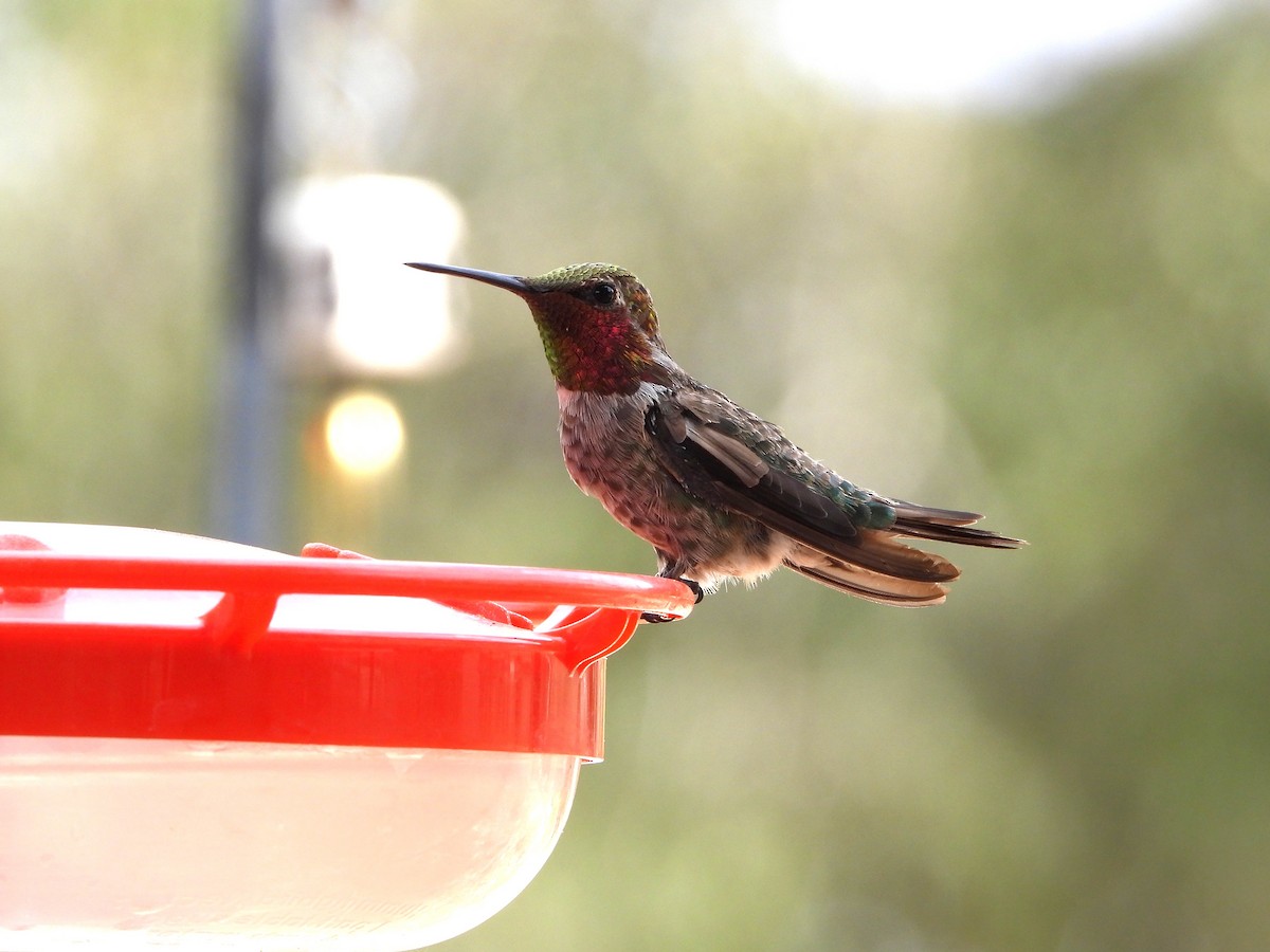 Anna's Hummingbird - ML620365799