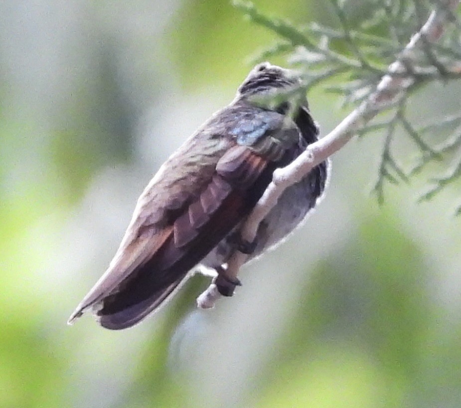 kolibřík mexický - ML620365801
