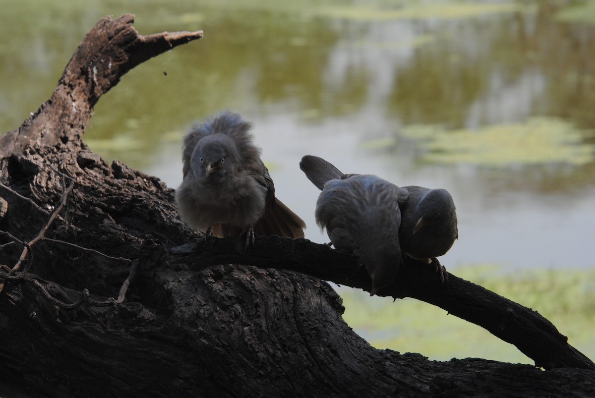 Jungle Babbler - ML620365806