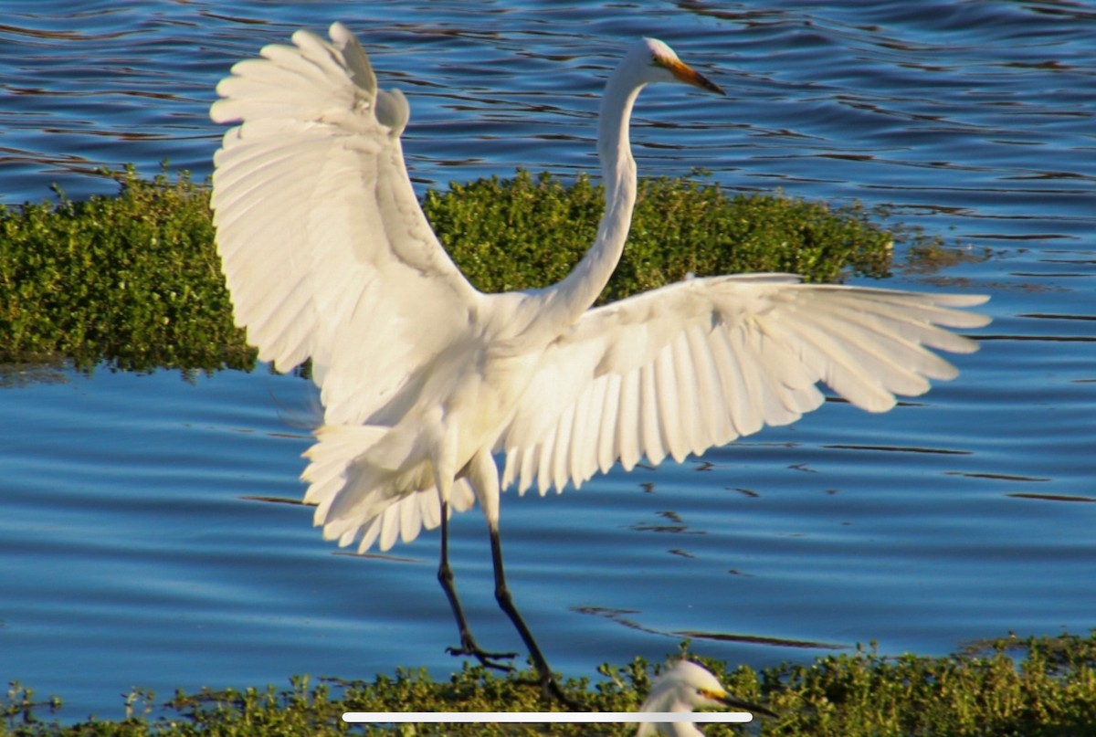 Great Egret - ML620365809