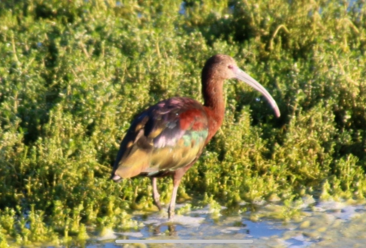 ibis americký - ML620365812