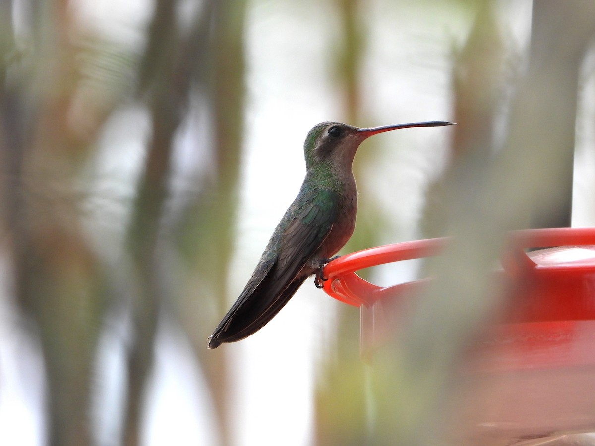 Broad-billed Hummingbird - ML620365813