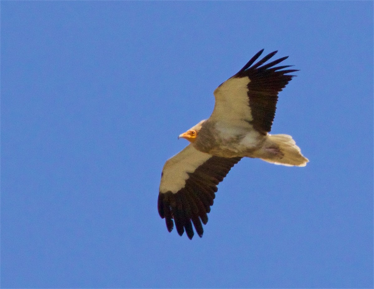 Egyptian Vulture - ML620365819