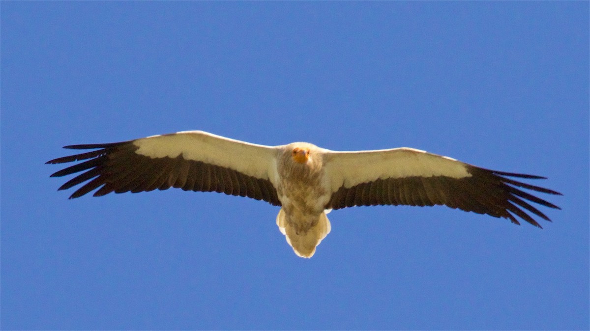 Egyptian Vulture - ML620365820