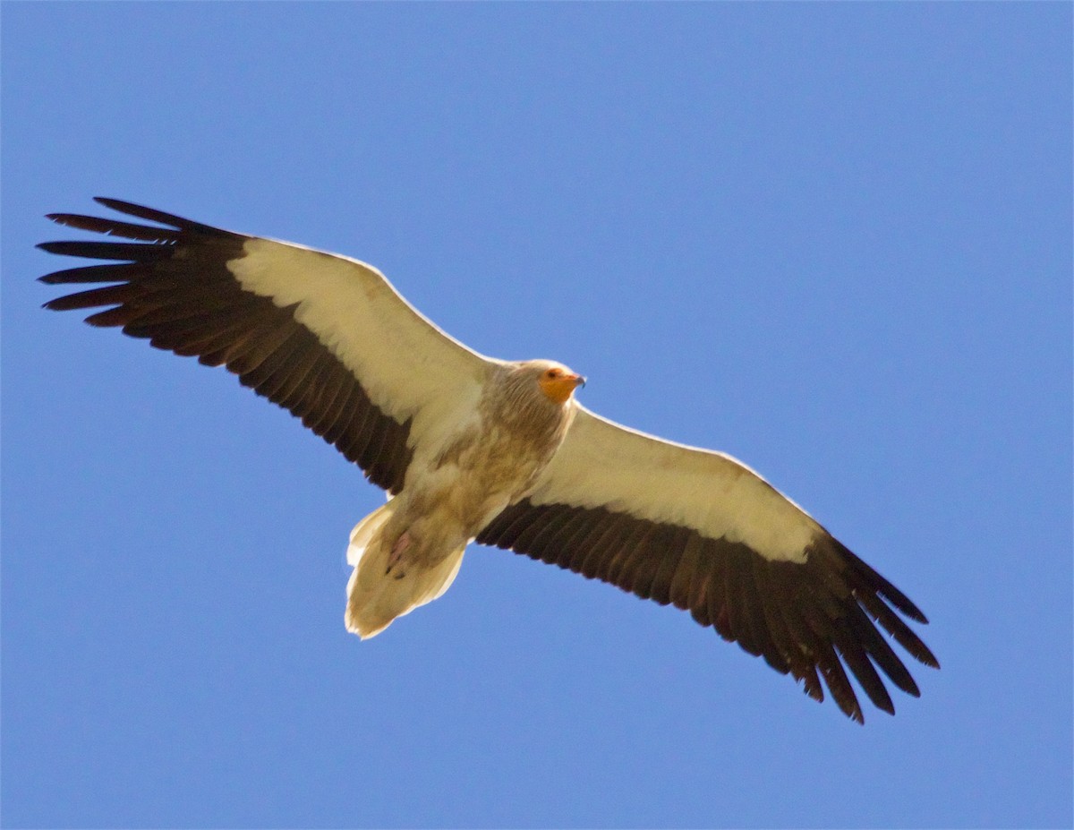 Egyptian Vulture - ML620365821