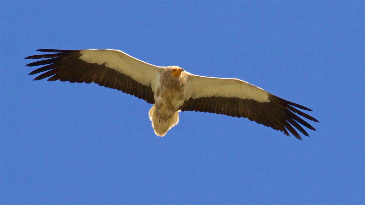 Egyptian Vulture - ML620365822