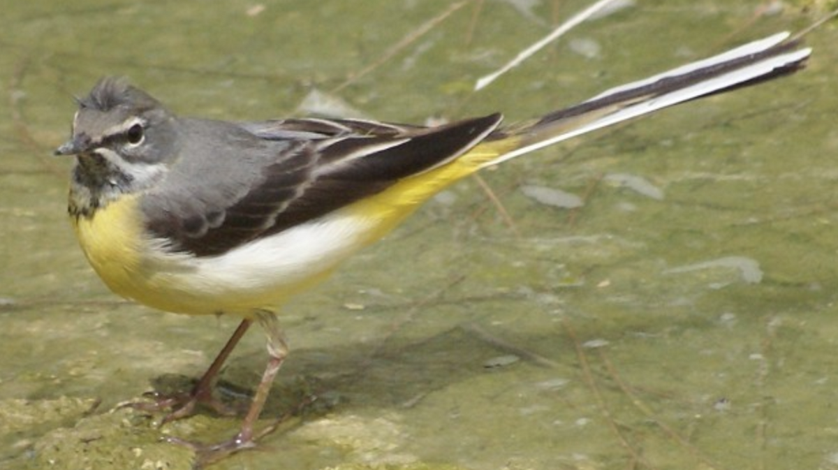 Gray Wagtail - ML620365853