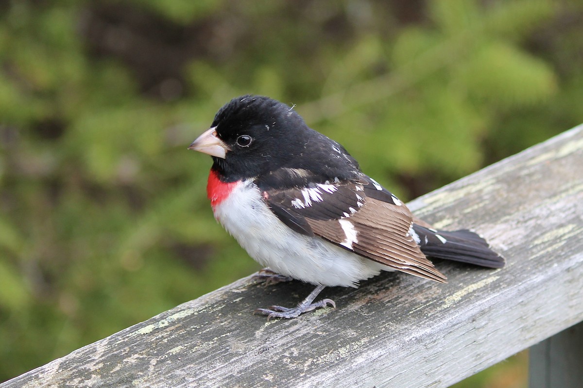 Rose-breasted Grosbeak - ML620365854