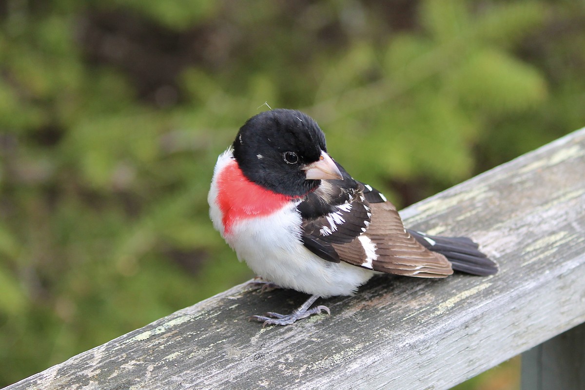 Rose-breasted Grosbeak - ML620365855