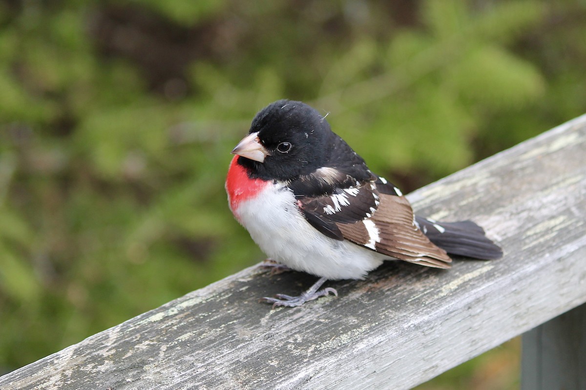 Rose-breasted Grosbeak - ML620365856