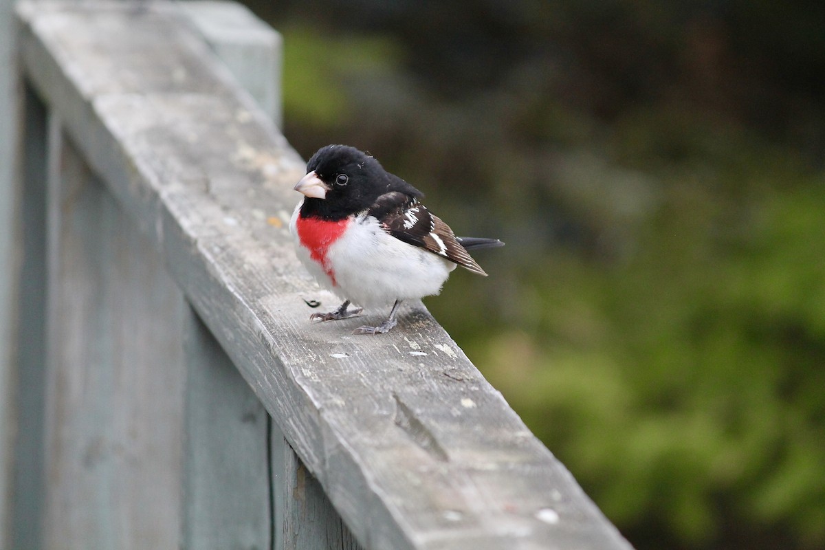 Rose-breasted Grosbeak - ML620365860