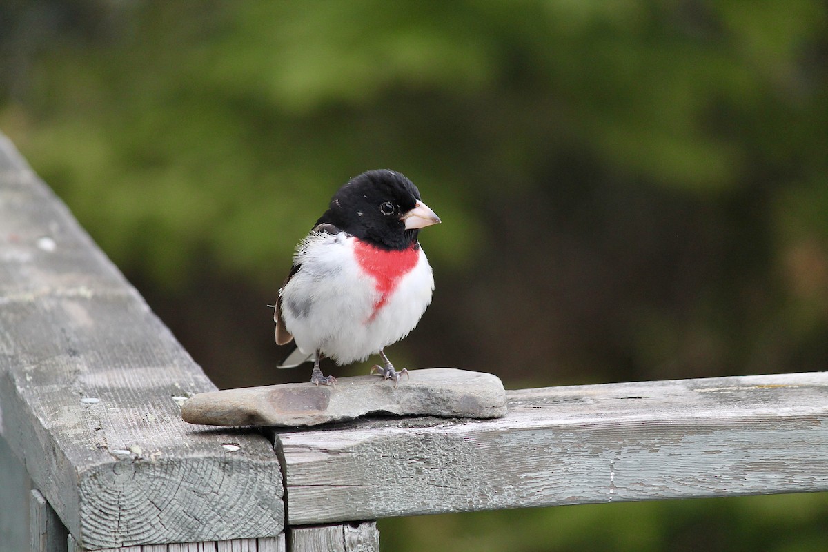 Rose-breasted Grosbeak - ML620365862