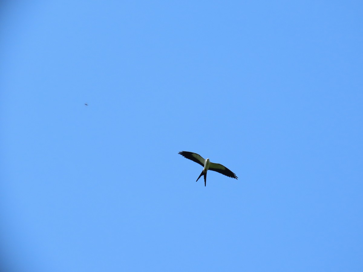 Swallow-tailed Kite - ML620365870