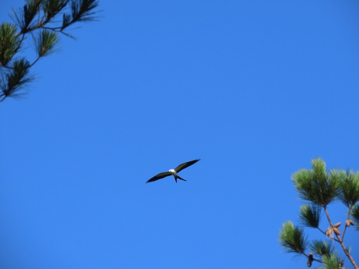 Swallow-tailed Kite - ML620365871