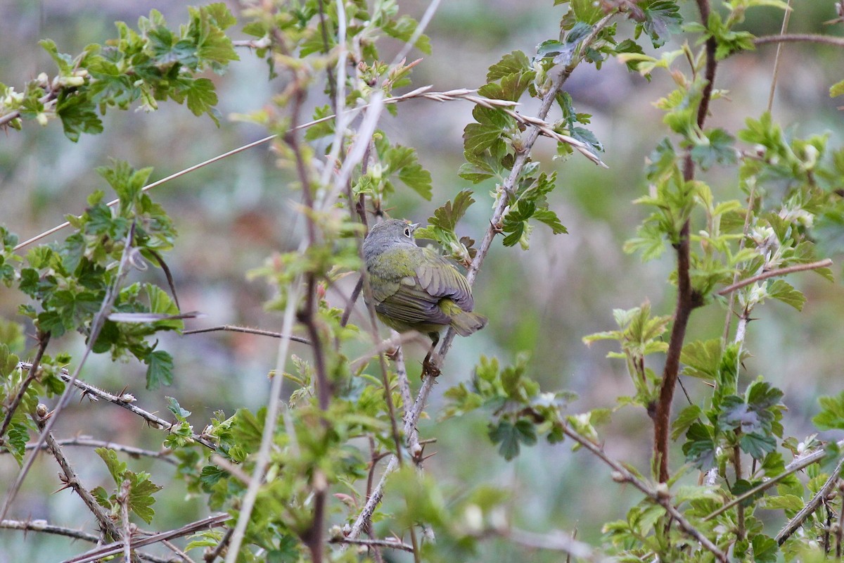 Nashville Warbler - ML620365883