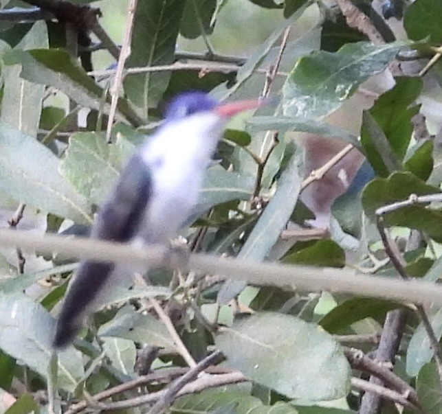 kolibřík fialovokorunkatý - ML620365885