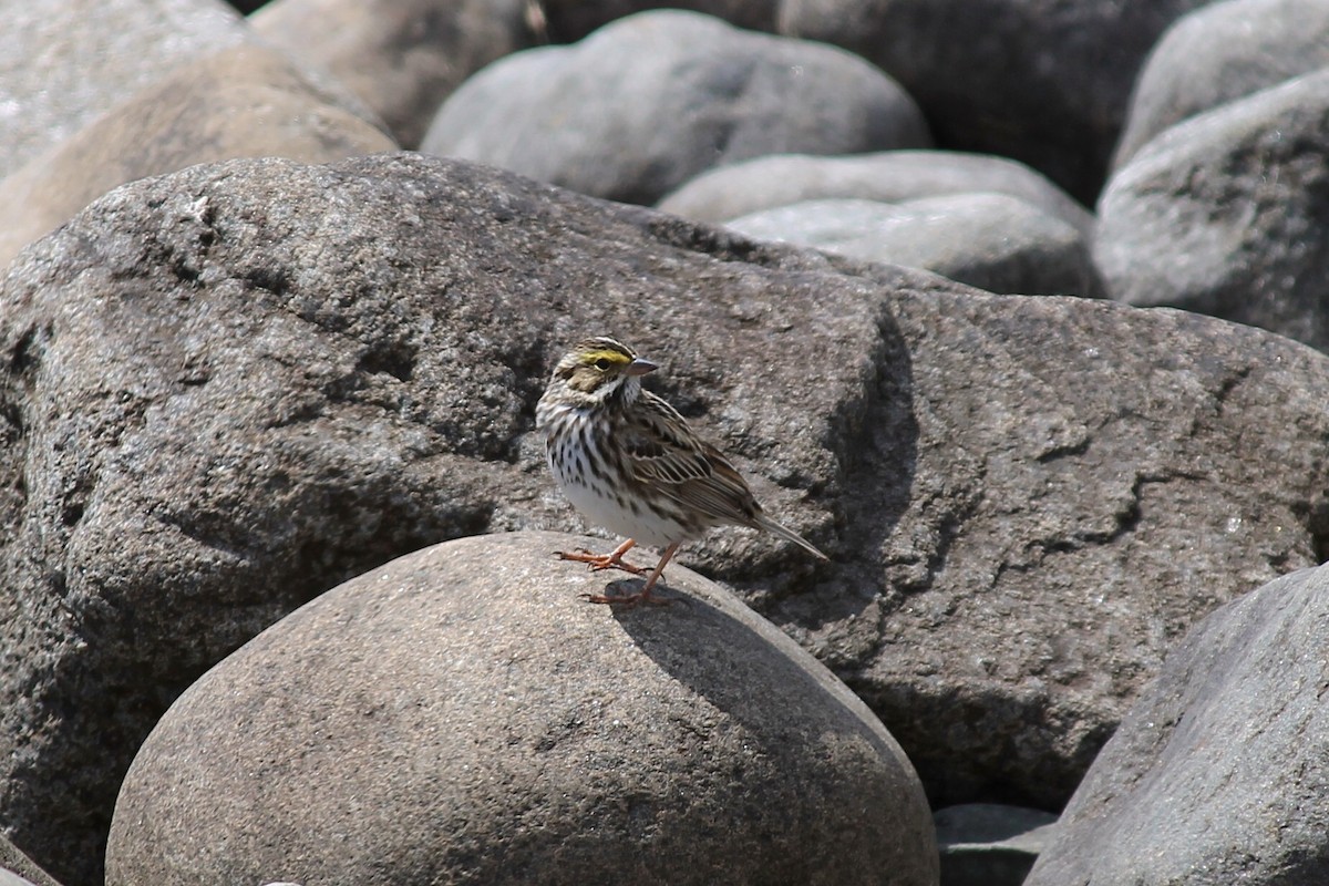 Savannah Sparrow - ML620365905