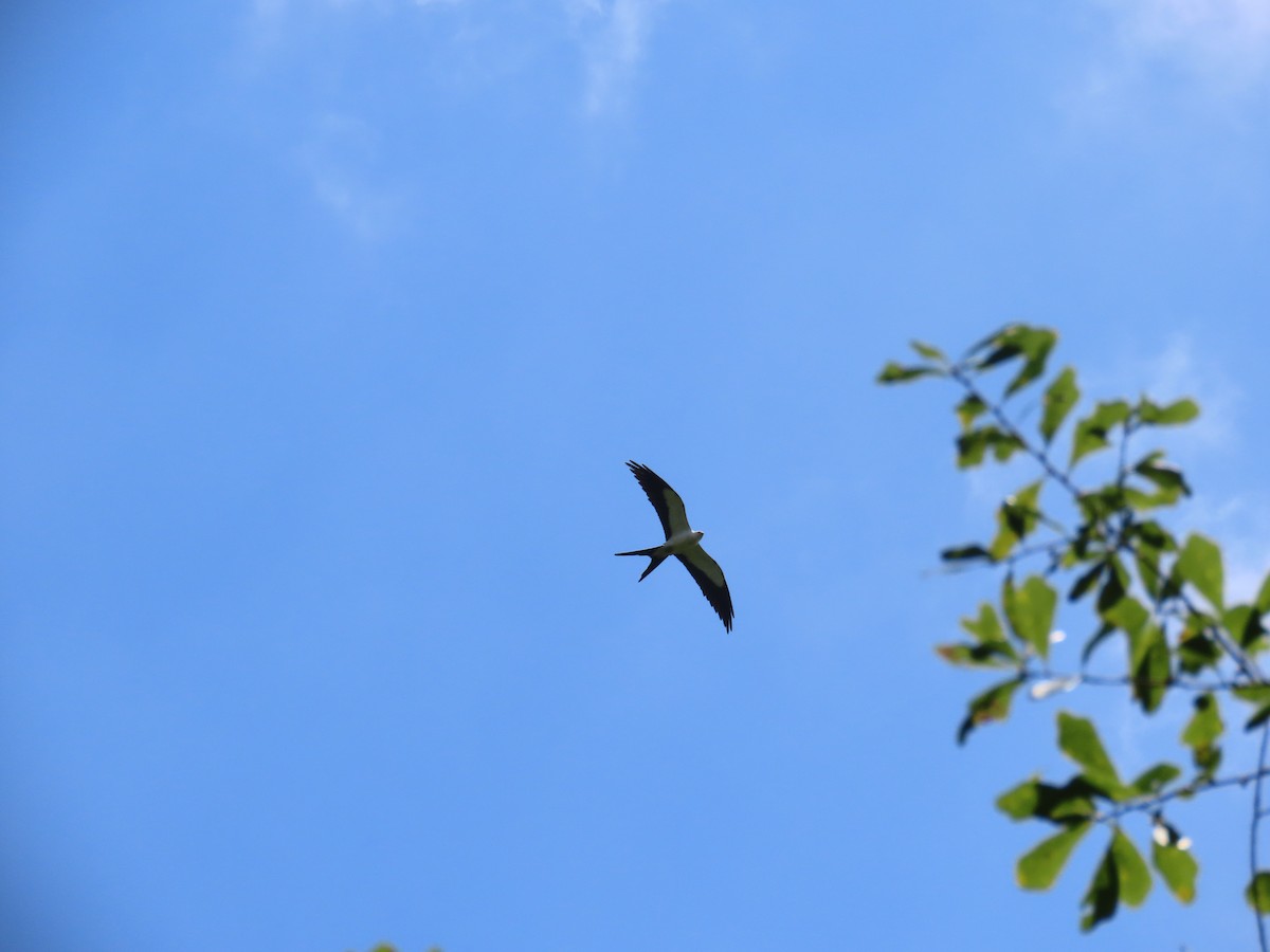 Swallow-tailed Kite - ML620365917