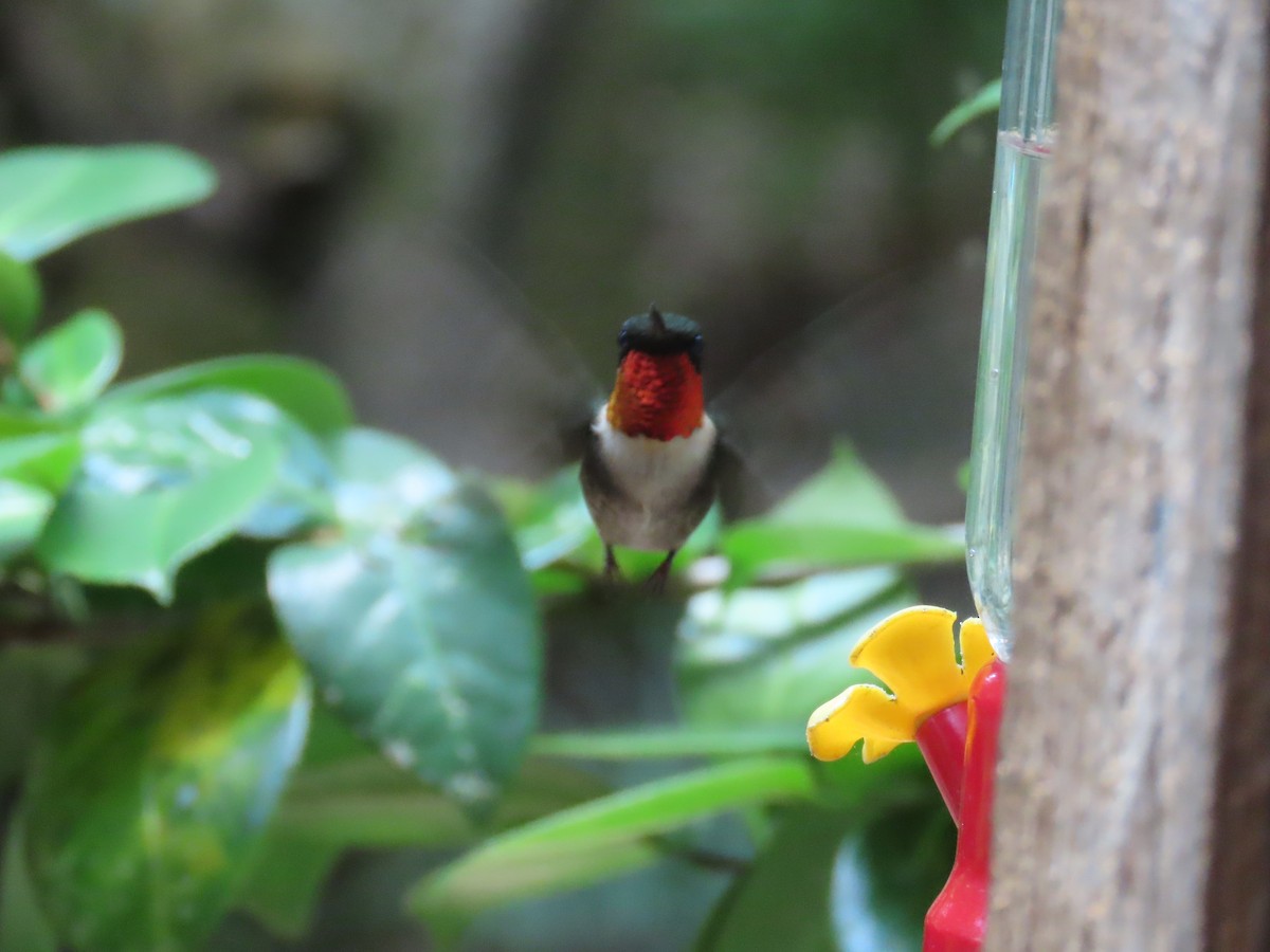 Ruby-throated Hummingbird - ML620365921
