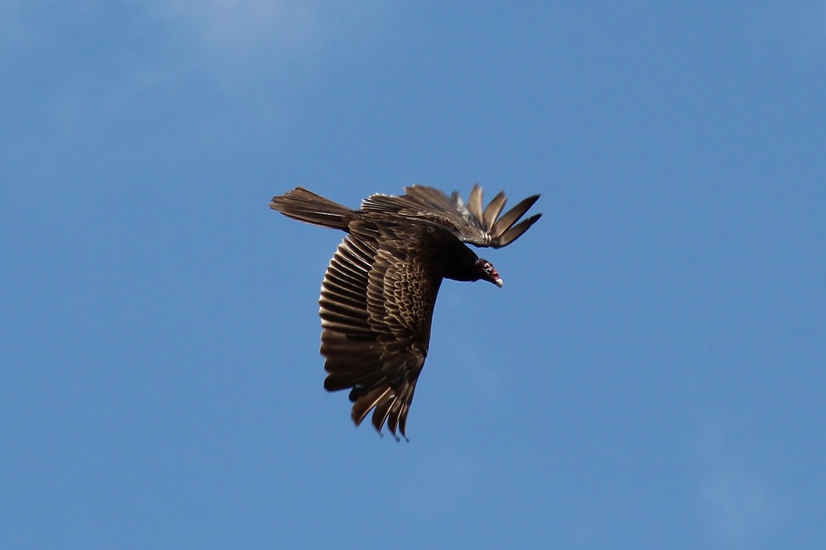 Turkey Vulture - ML620365938