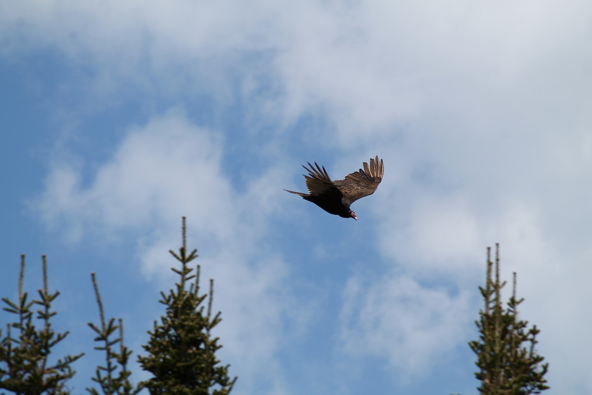 Turkey Vulture - ML620365939