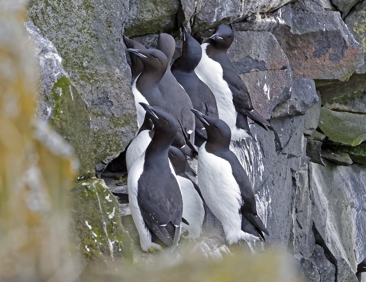 Thick-billed Murre - ML620365952