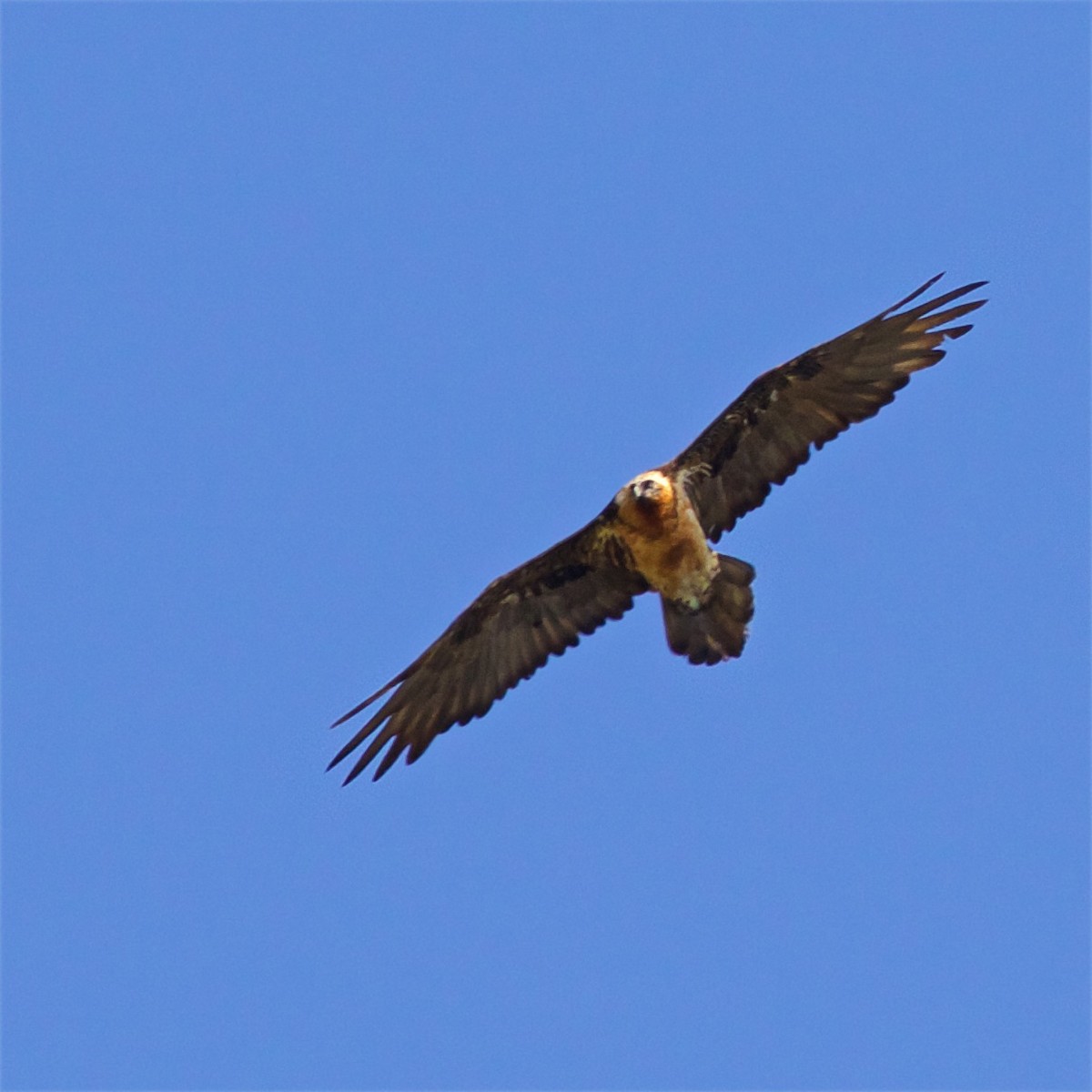 Bearded Vulture - ML620365955