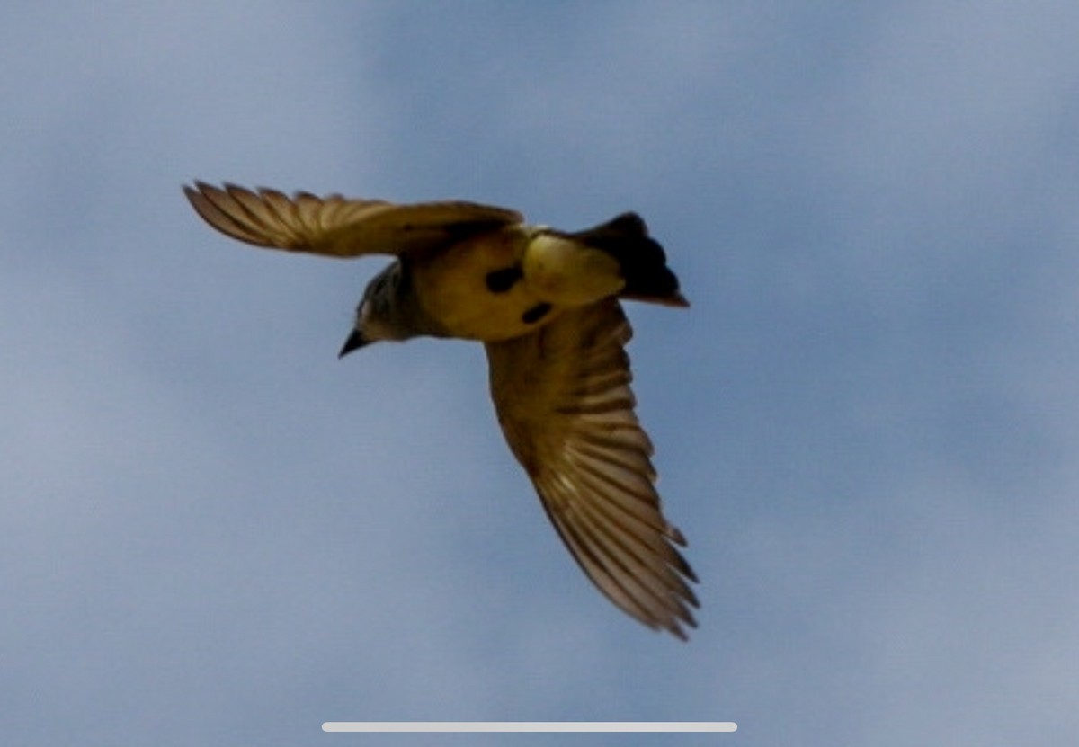 Cassin's Kingbird - ML620365959