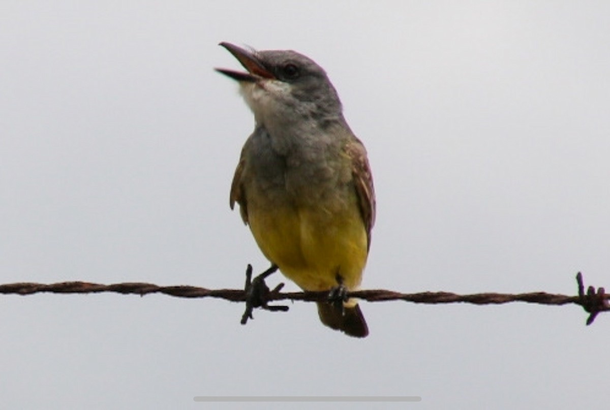 Cassin's Kingbird - ML620365961