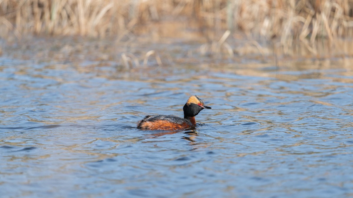 Horned Grebe - ML620365994