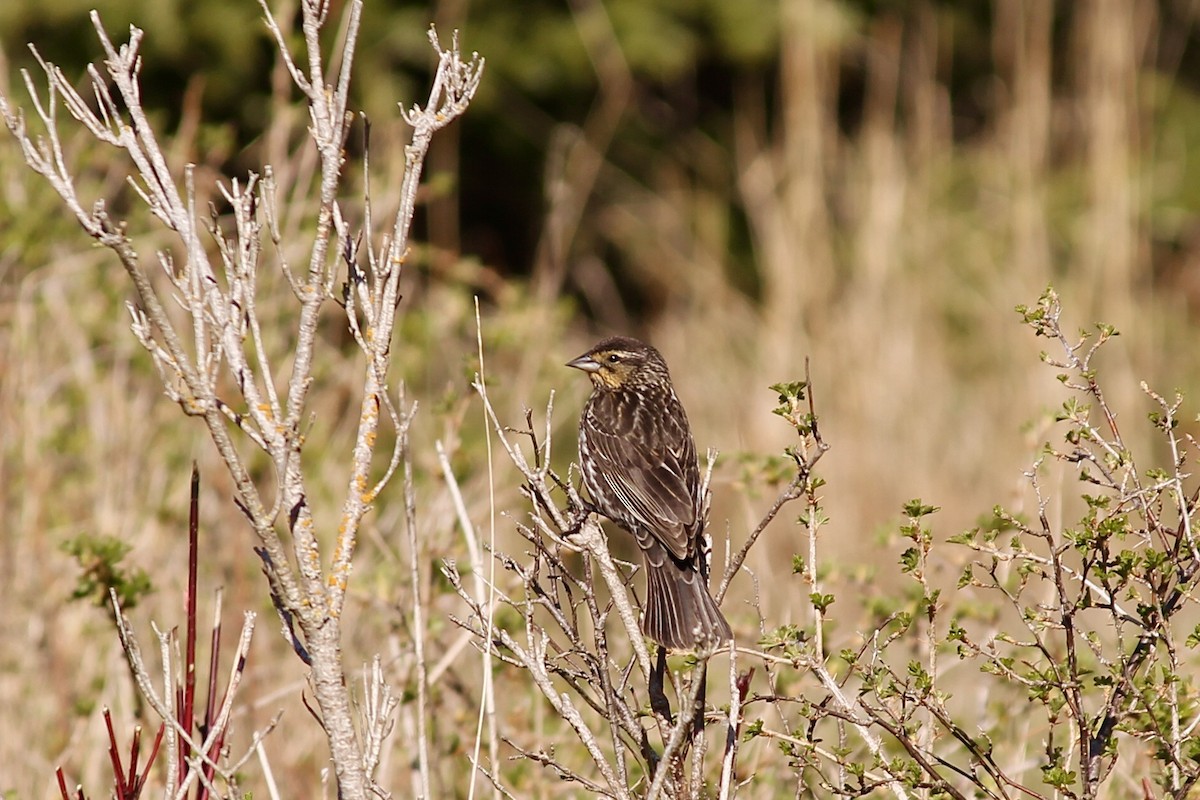 Red-winged Blackbird - ML620365998