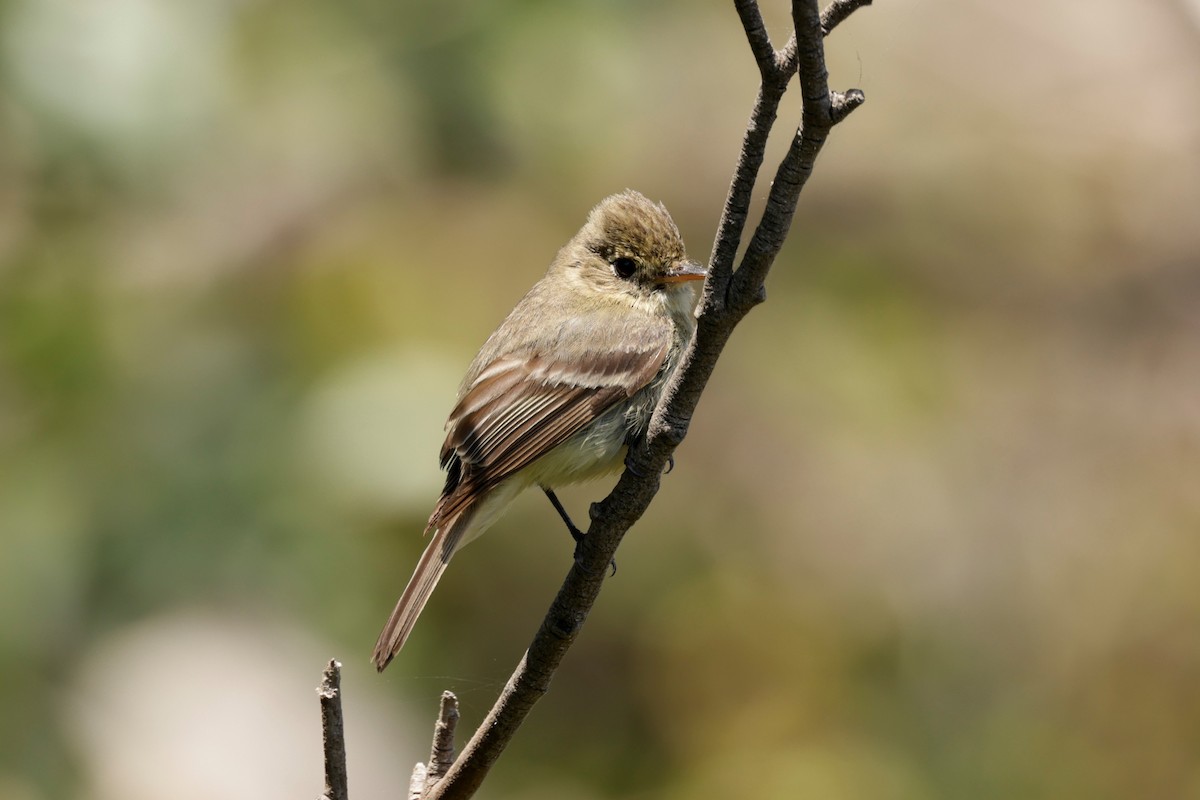 Western Flycatcher (Pacific-slope) - ML620366023