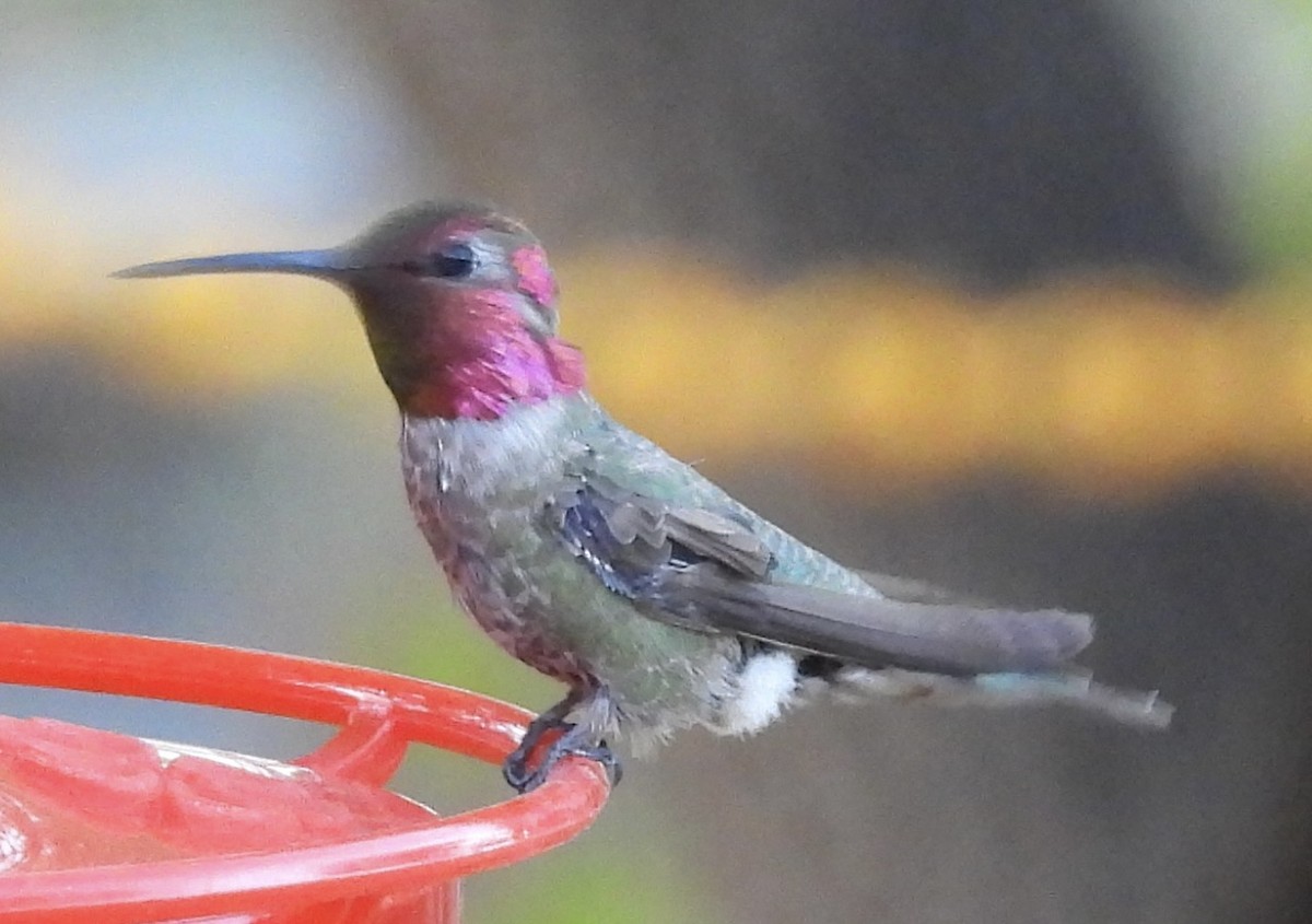 Anna's Hummingbird - ML620366027