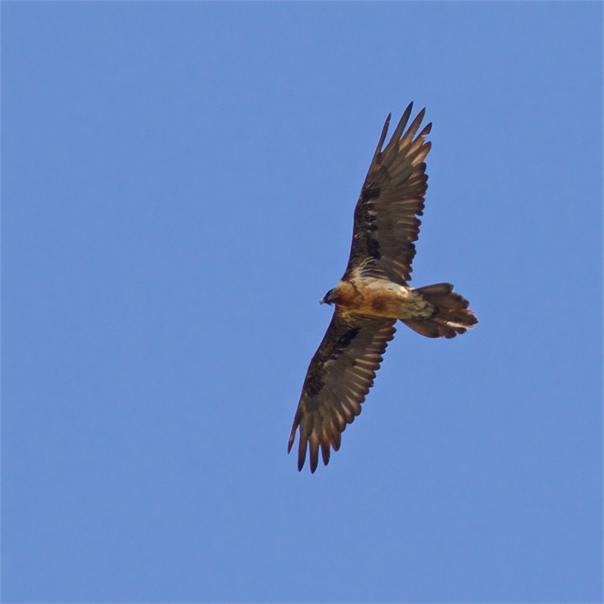 Bearded Vulture - ML620366033