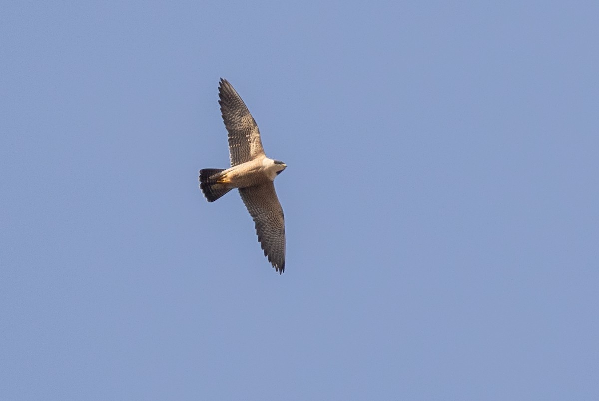 Peregrine Falcon (Australian) - ML620366040