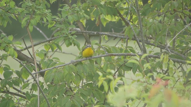 Yellow-breasted Chat - ML620366041