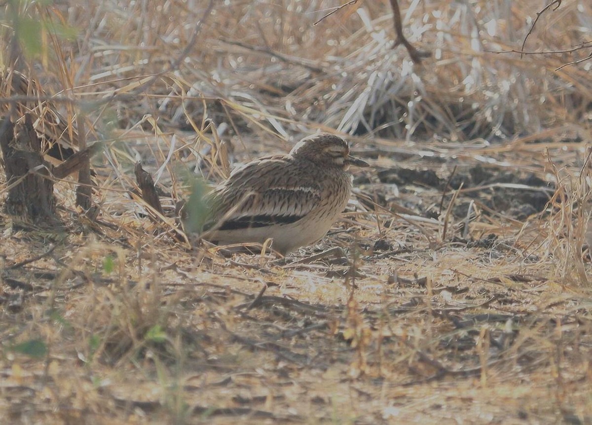 Indian Thick-knee - ML620366074