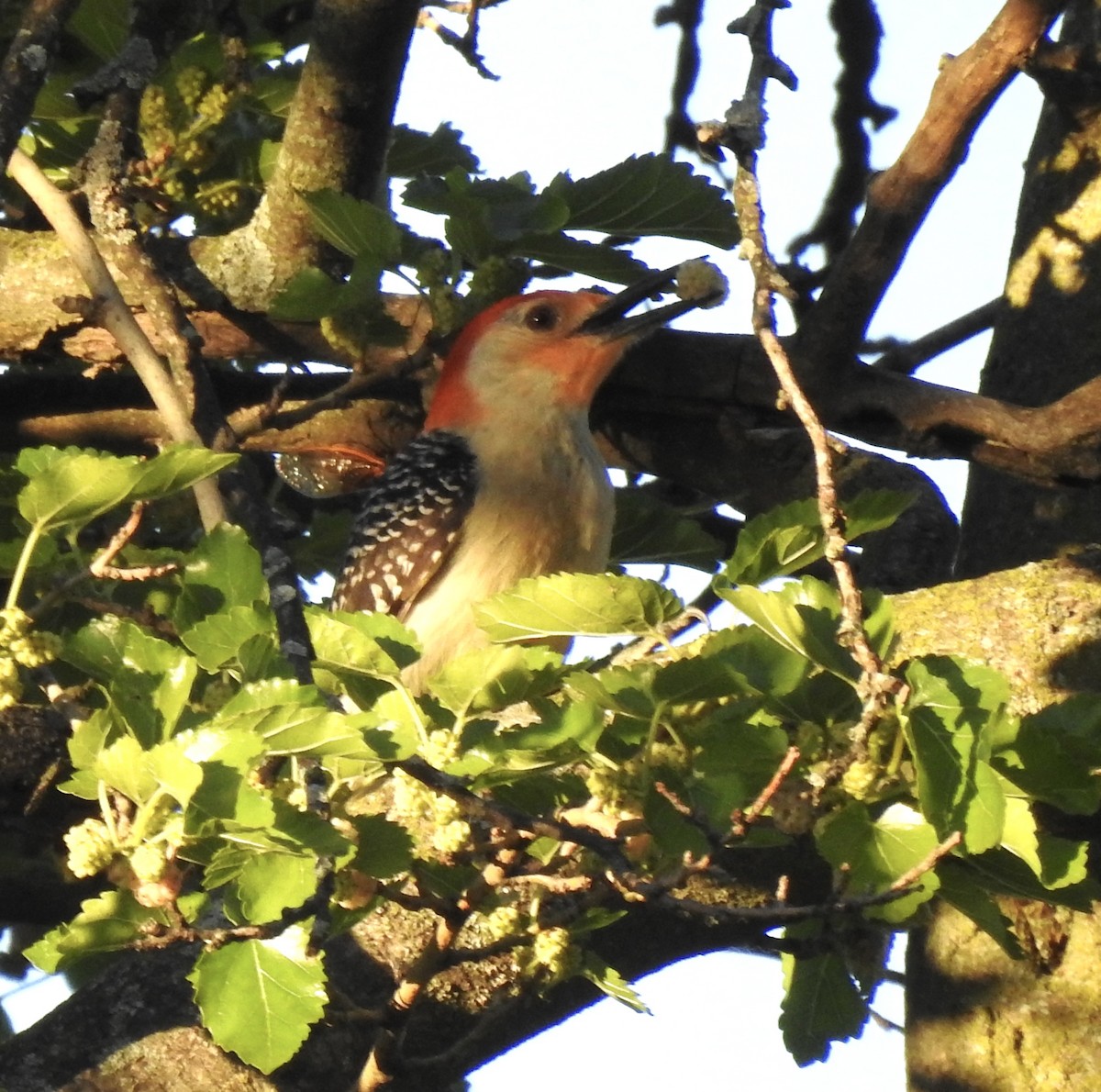 Red-bellied Woodpecker - ML620366079